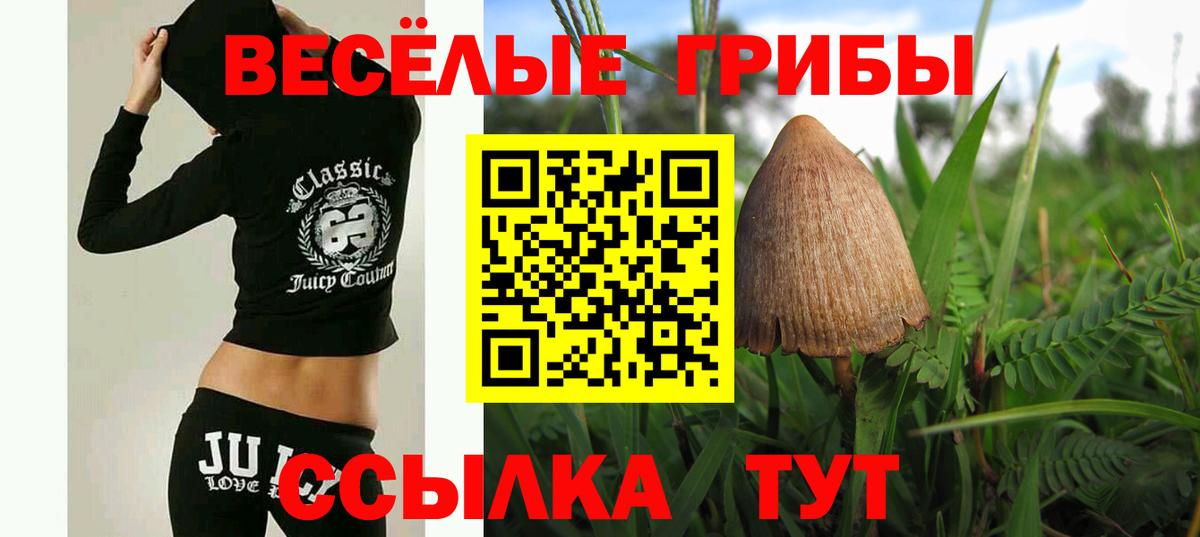 Псилоцибиновые грибы Psilocybine cubensis Кимры